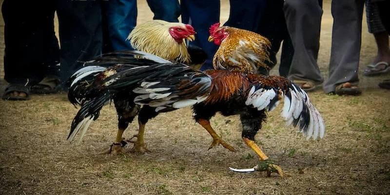 Các yếu tố ảnh hưởng đến kết quả của trận đá gà Peru