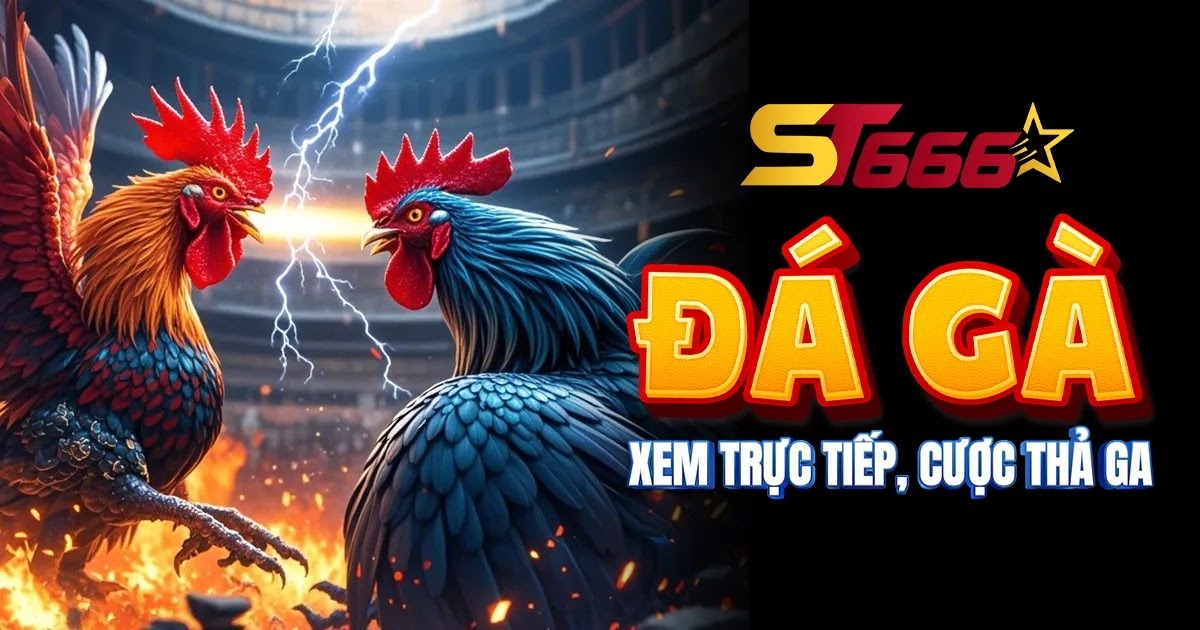 ST666 Đá Gà : Xem Trực Tiếp, Cược Thả Ga, Ưu Đãi Cực Xịn