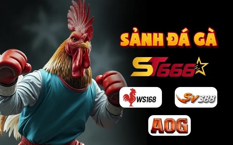 Sảnh đá gà ST666 - Nơi hội tụ tinh hoa ba nhà cung cấp hàng đầu: WS168, SV368 và AOG