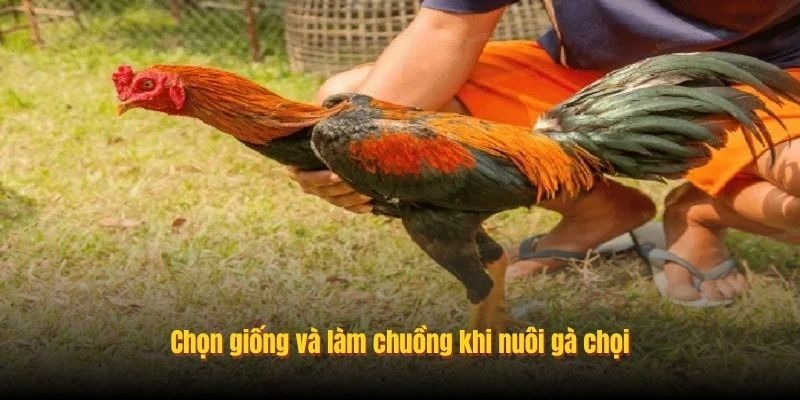 Cách Nuôi Gà Chọi C1 Ra Đòn Mạnh - Bí Kíp Bất Bại Abcvip